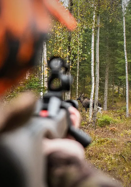 Moose hunting with a red dot sight