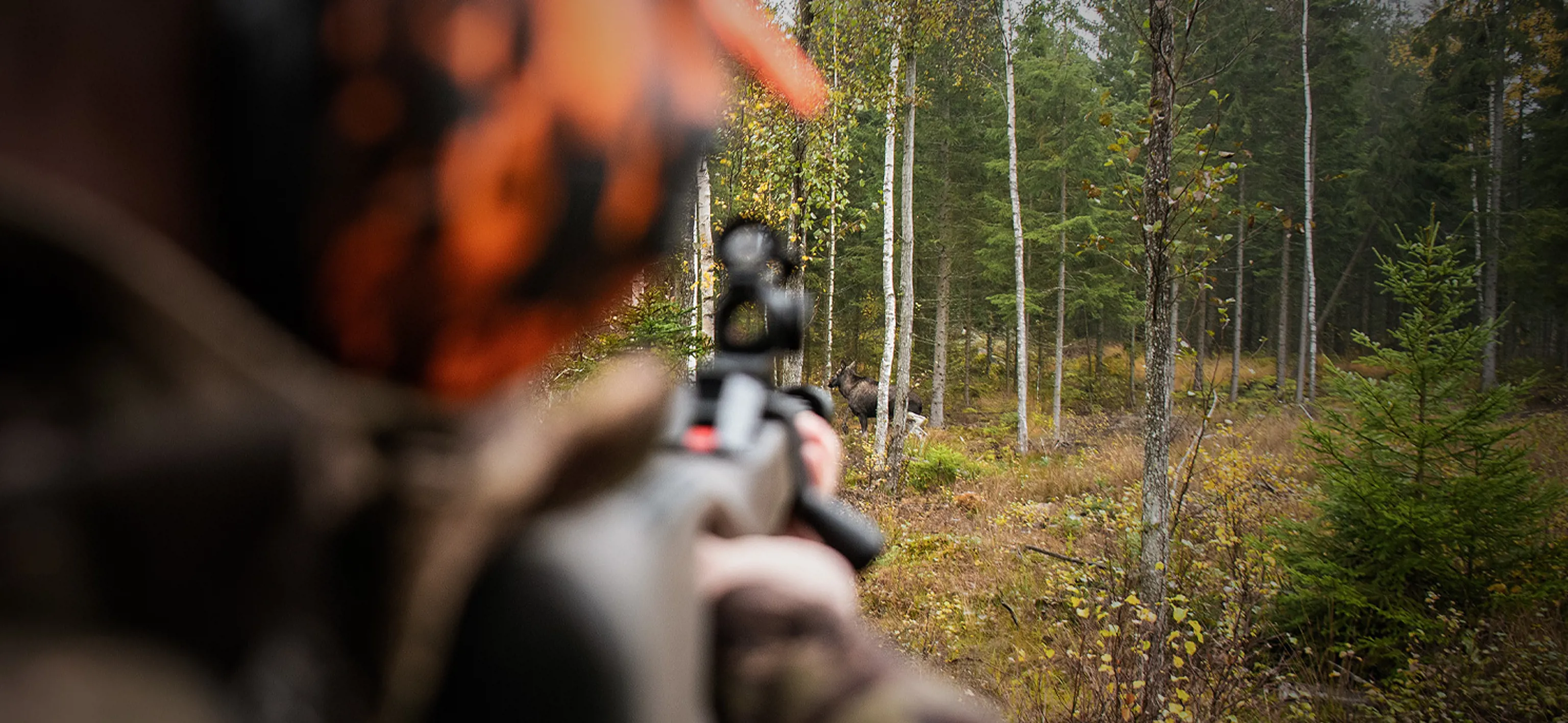 Moose hunting with a red dot sight 