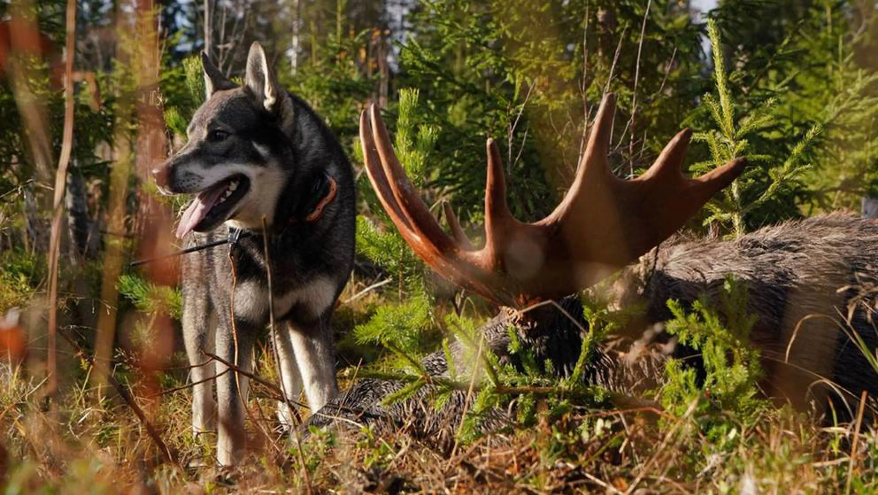 New Aimpoint Story - Moose hunting in Sweden