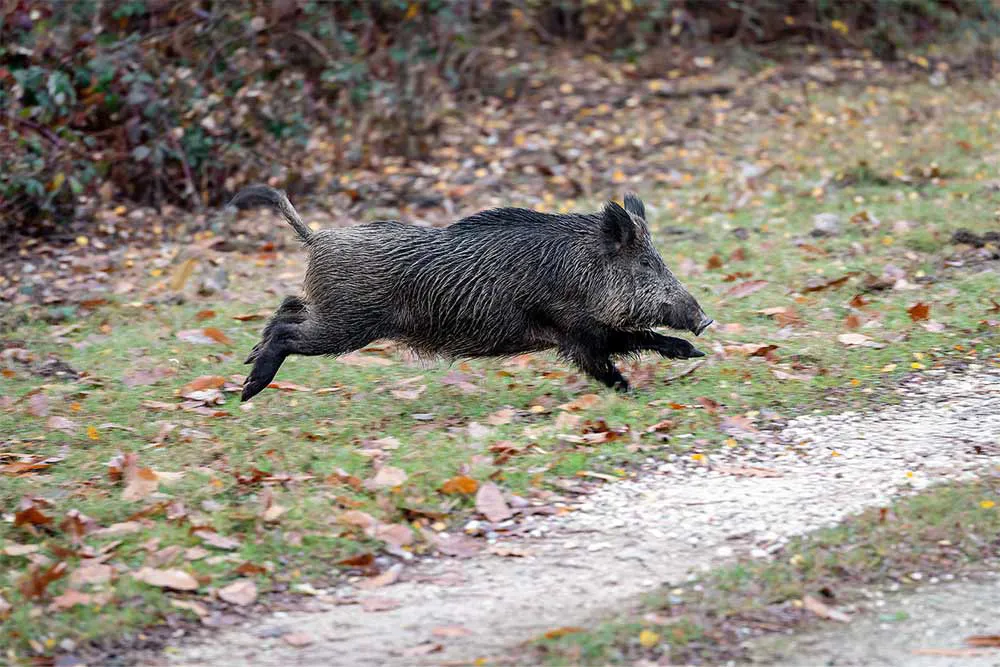 Wild boar hunting - as essential as enjoyable!