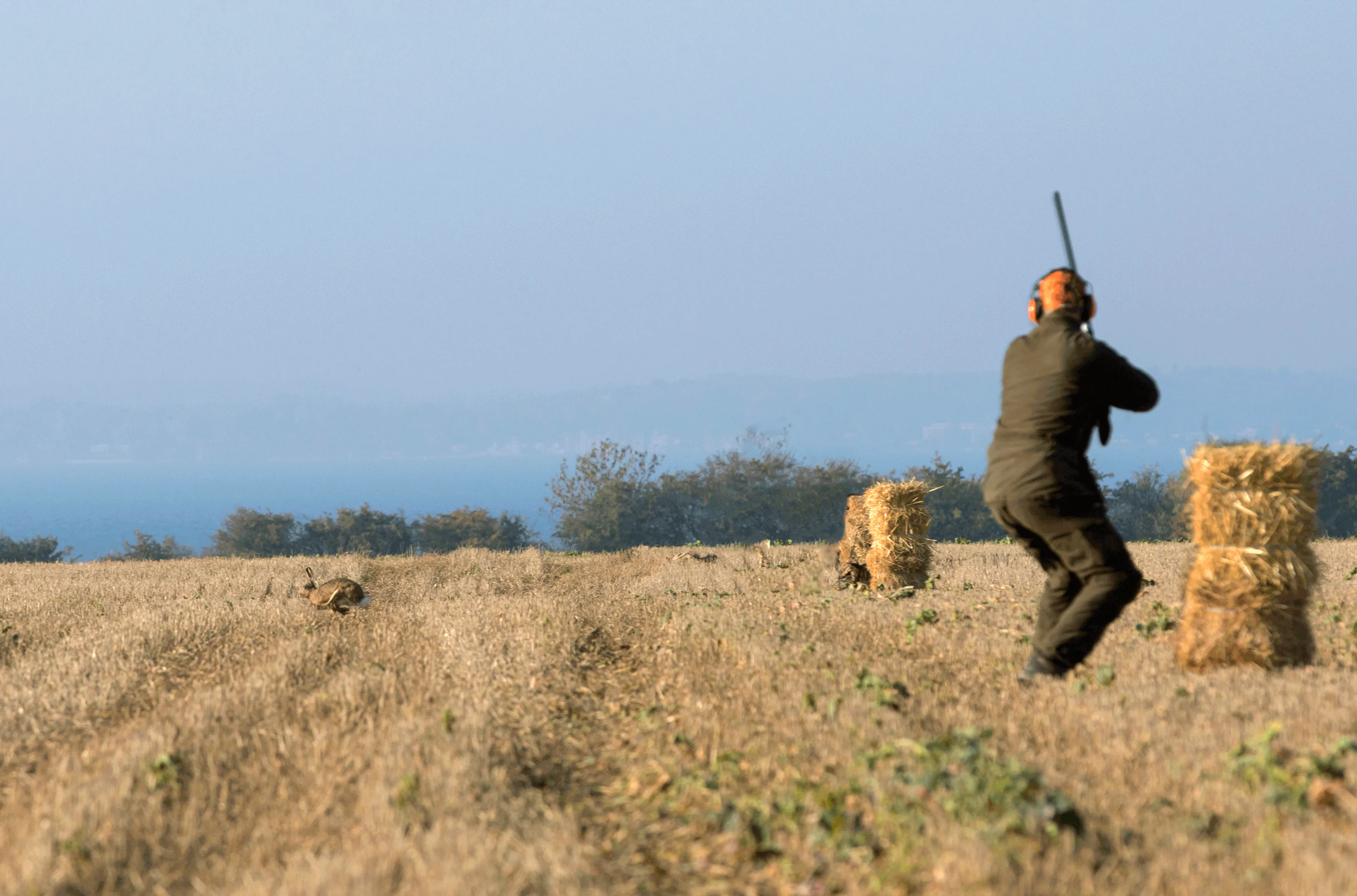 Hare hunting on the island of Ven