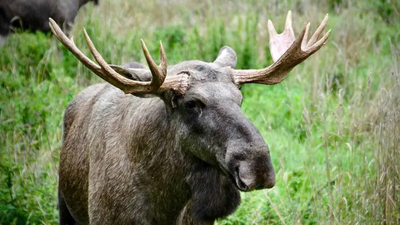 3 Point Moose Aimpoint - Moose hunting - a cultural heritage | Aimpoint
