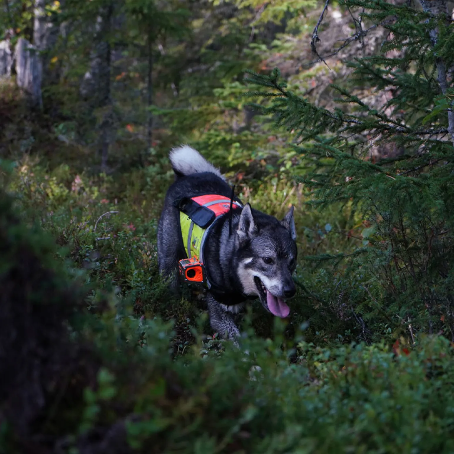 3 Point Moose Aimpoint - Moose hunting with a red dot sight | Aimpoint